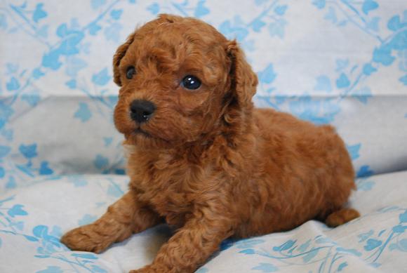 ・可愛い！トイプードルの子犬です。♪・・・・・・