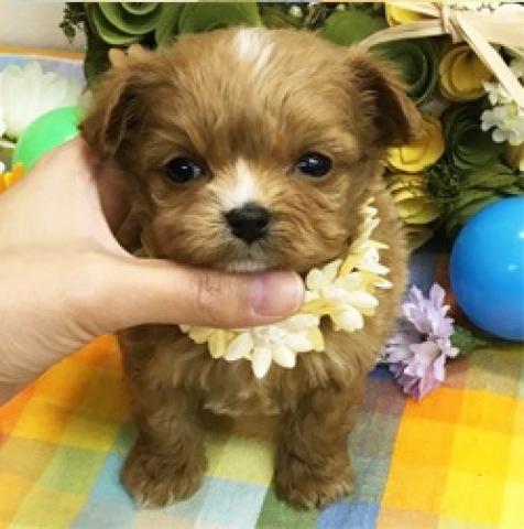 大人気のミックス犬！！可愛らしいチワプー君☆彡