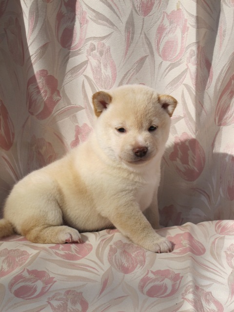 ころころ可愛い柴犬♪