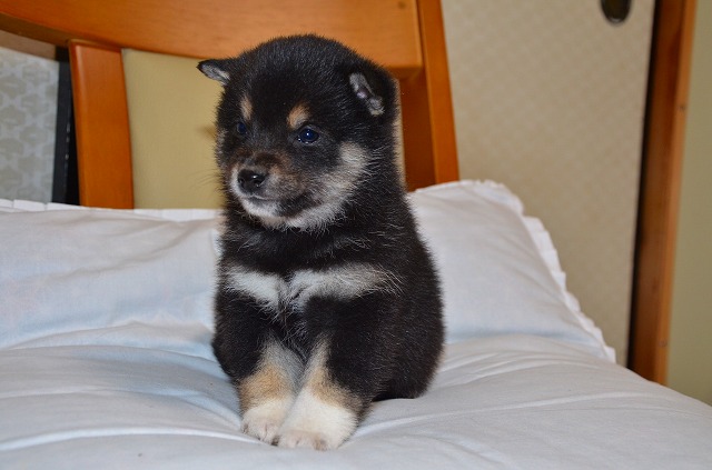 黒柴名門犬舎の黒柴はどこか違います。