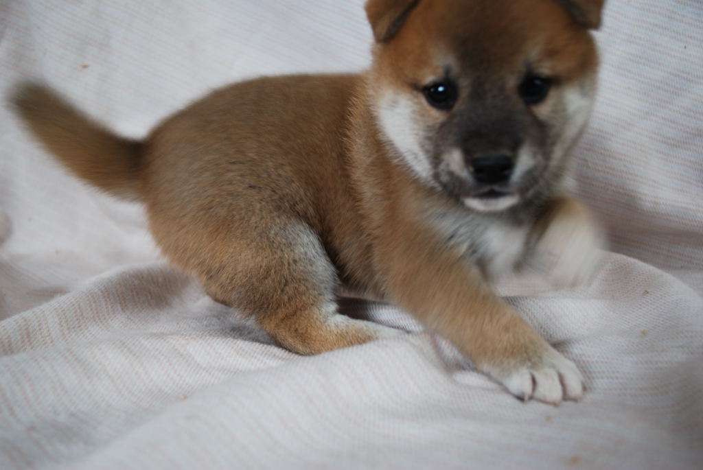 愛らしい柴犬の男の仔