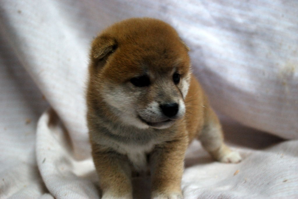 愛らしい柴犬の女の仔 