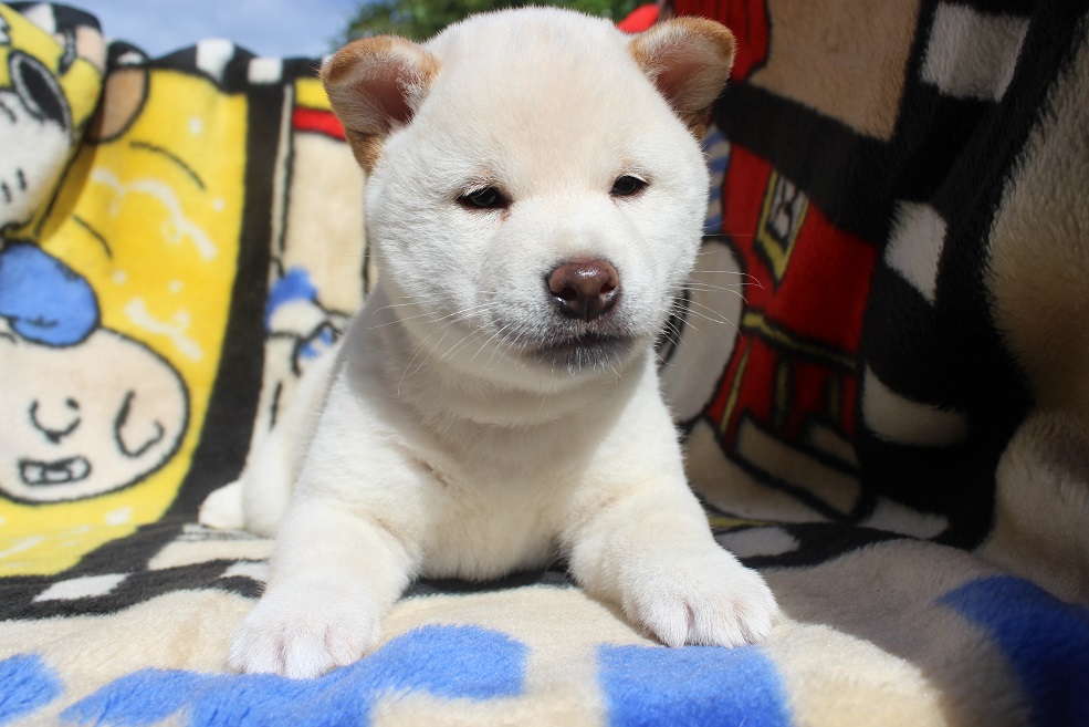 毛色柴犬標準の白色です