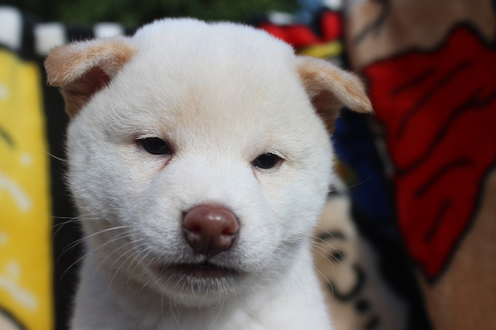 毛色柴犬の白標準の白色