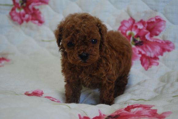 可愛い！　トイプードルの子犬です♪・・・