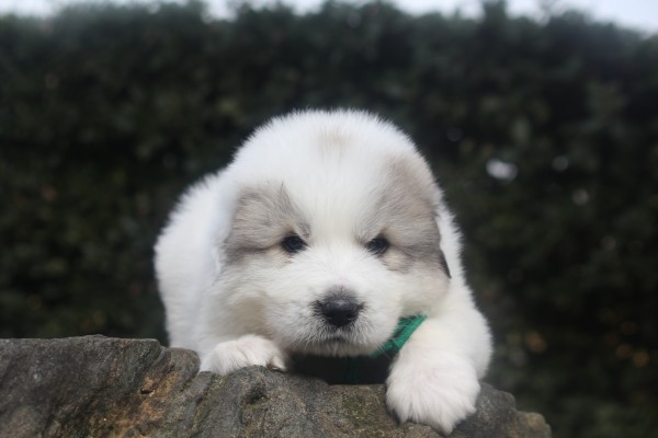 色素の濃い、かわいい子犬です