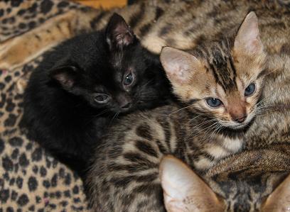 ベンガル子猫　オス　ヒョウ柄　ロゼット