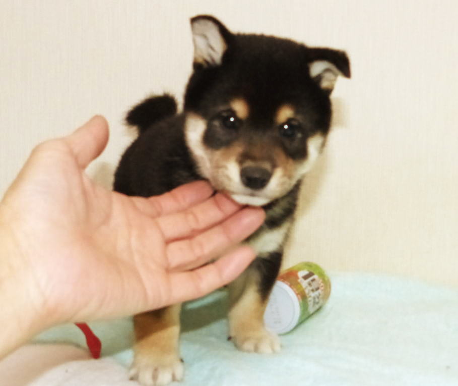 綺麗な顔立ちとカラーリングをした黒雌子犬です