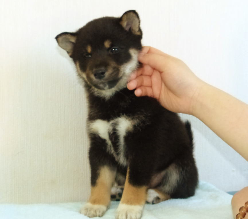 綺麗な顔立ちとカラーリングをした黒雌子犬です